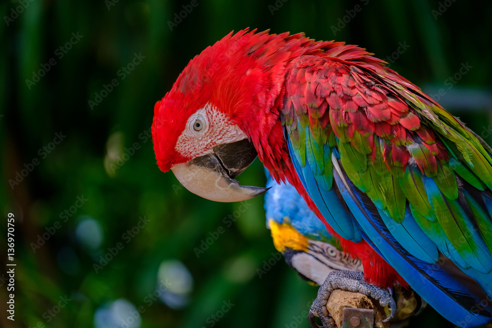 The colorful parrot.