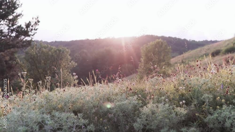 Nature, walking and recreation. Spring field in blossom at countryside. Beautiful landscape with plants, herbs and flowers at sunset. Slow motion. Nature, walking and recreation. Spring field in blossom at countryside. Beautiful landscape with plants, herbs and flowers at sunset. Slow motion.