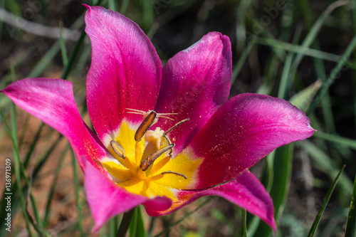 Wild purple tulips in steppes in spring