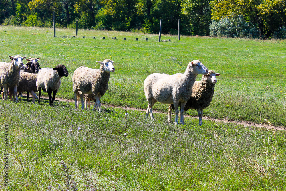 Obraz premium Flock of sheep