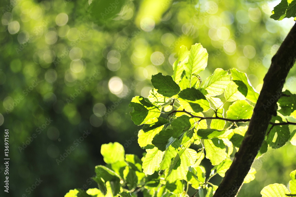 Fototapeta premium TREE