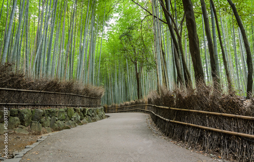 Green bamboo grove at Arashiyama in Kyoto, Japan