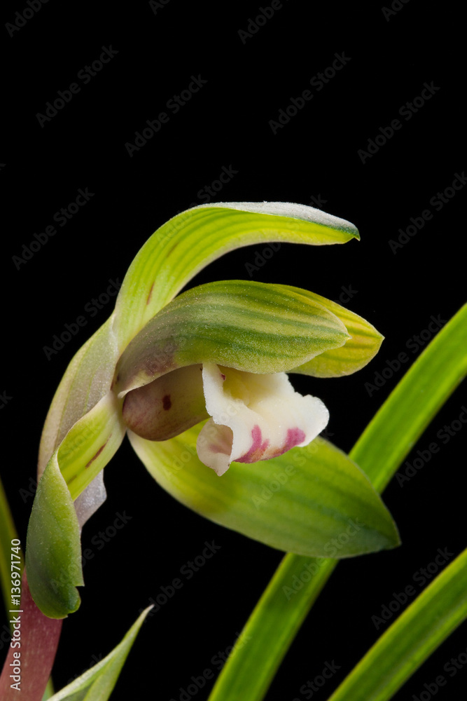 Obraz premium シュンラン