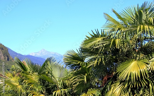 Wallpaper Mural Palmen im Tessin Torontodigital.ca