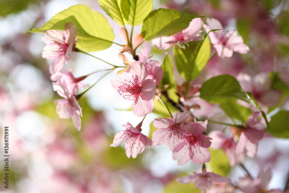 河津桜