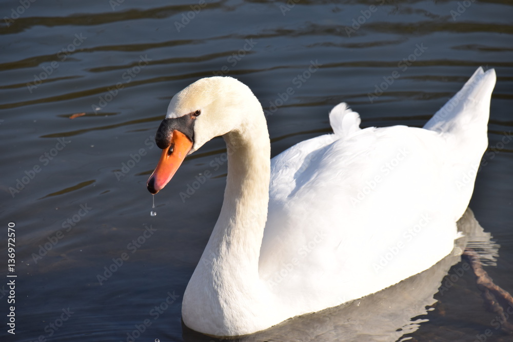 Naklejka premium Ein Schwan lebt auch im Winter auf der Lahn bei Marburg und sucht nach Futter.