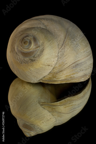 Reflection of a Moon Snail Shell with a Black Background photo