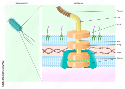 structure of the flagellum in a gram negative bacterium