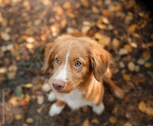 smiling puppy Nova Scotia duck tolling Retriever