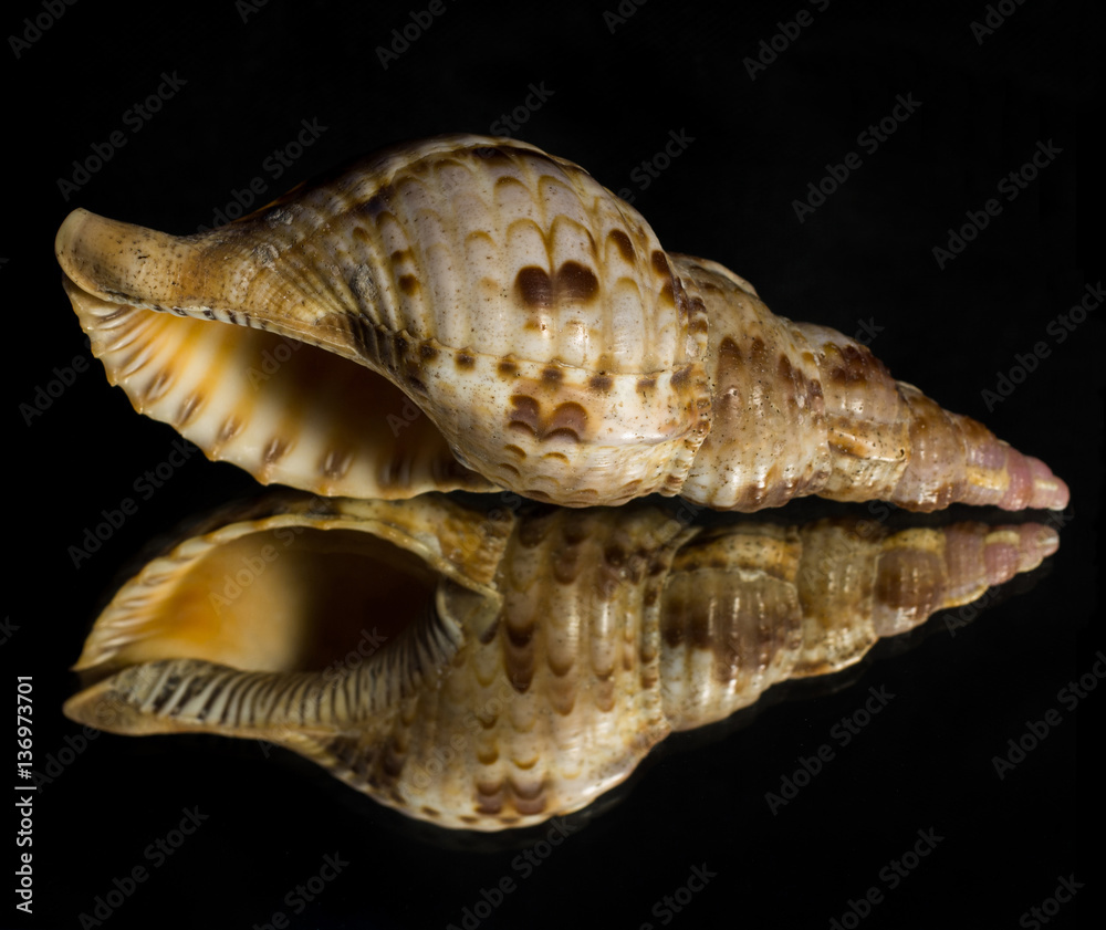 Reflection of a Conch Seashell with a black background