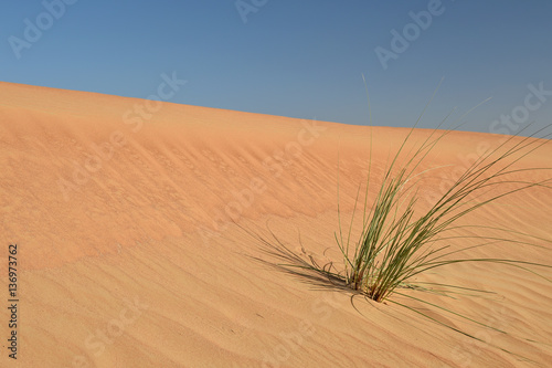 Dünengras in der Wüste