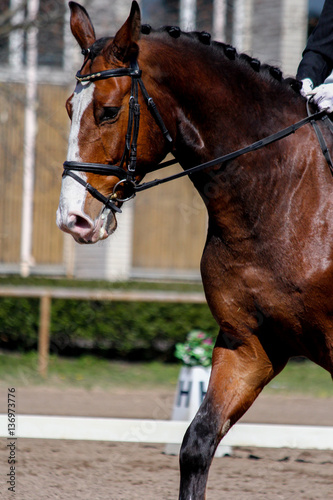 Portrait of brown sport horse during show