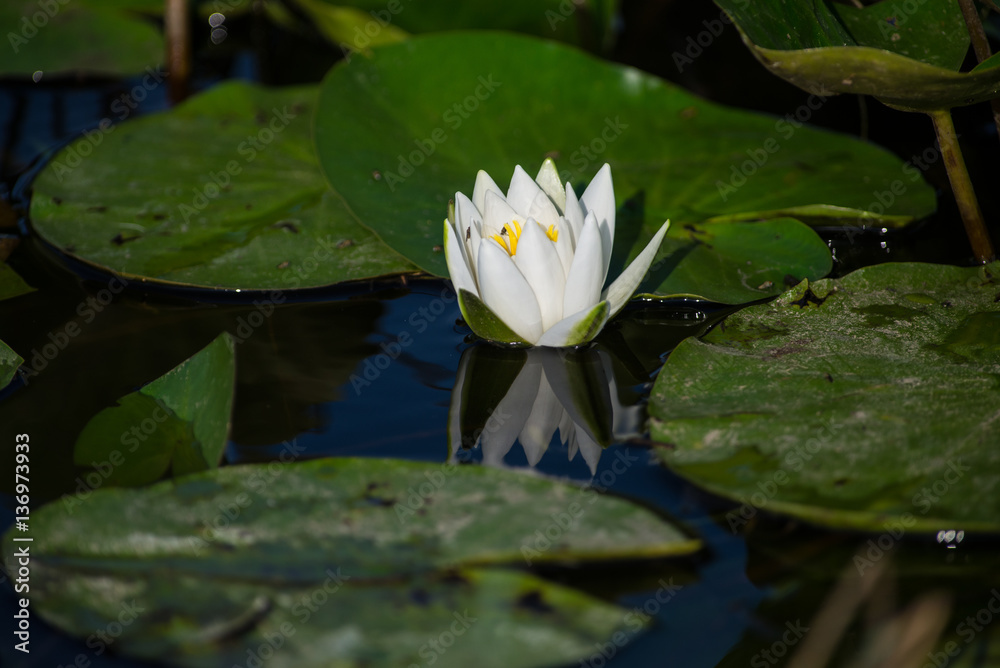 White water lily on a surface of river in summer White water lily on a surface of river in summer