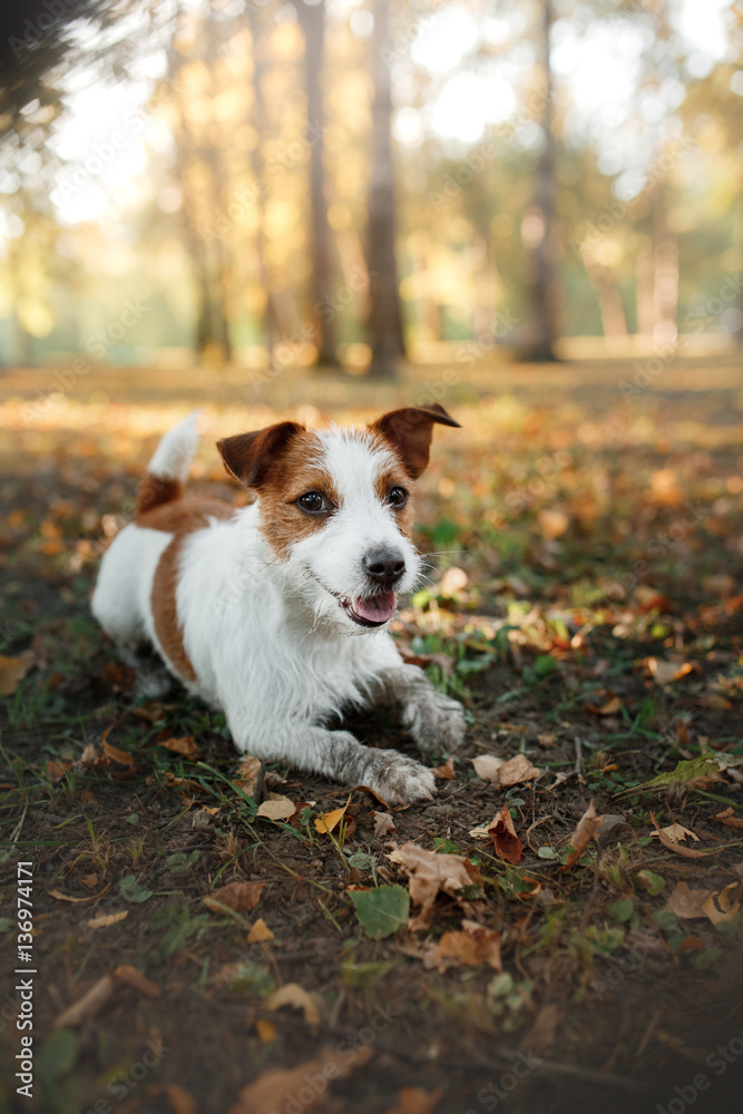 cute dog portrait in autumn outsude