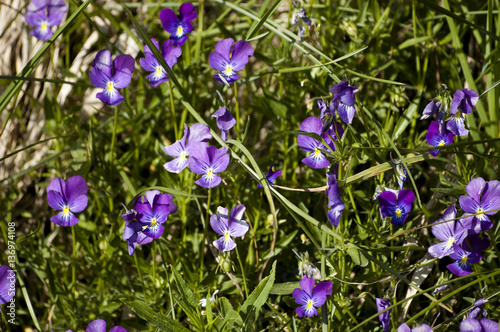 Flowers wild pansy