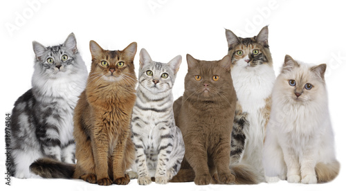 Fototapeta Naklejka Na Ścianę i Meble -  Katzengruppe mit mehreren Katzen nebeneinander sitzend