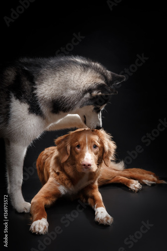 Fototapeta Naklejka Na Ścianę i Meble -  portrait of a dog Siberian Husky and Nova Scotia Duck Tolling