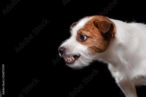 Dog Jack Russell Terrier on the black, angry