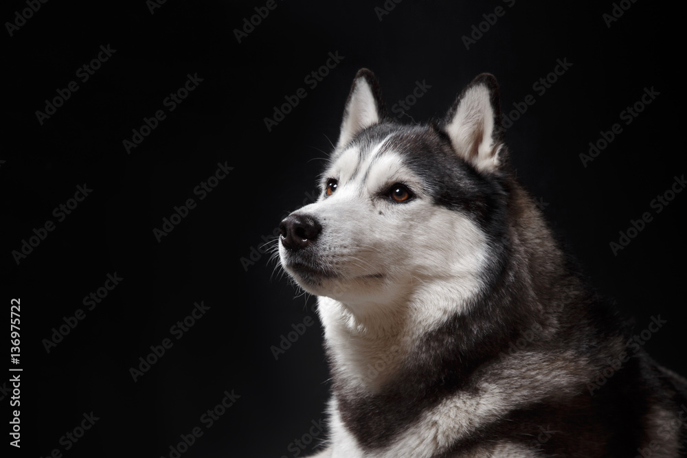 portrait of a dog Siberian Husky in the studio portrait of a dog Siberian Husky in the studio