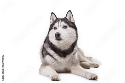 dog Siberian husky on a white background