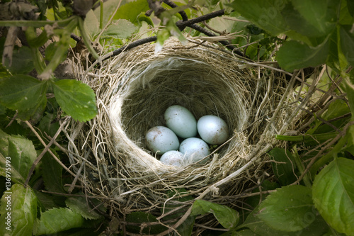 small nest with five white eggs photo