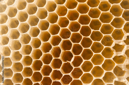 Honeycomb Macro in spring