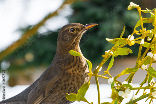 weibliche Amsel an Mistelzweig