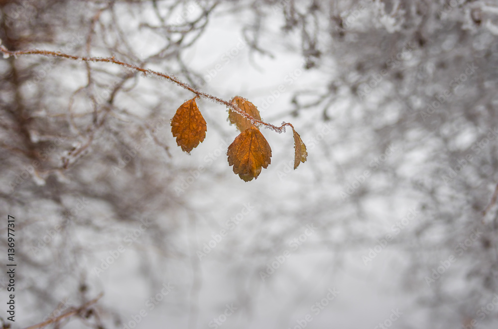 Beautiful winter background - branch of ornamental garden shrub Spiraea Beautiful winter background - branch of ornamental garden shrub Spiraea