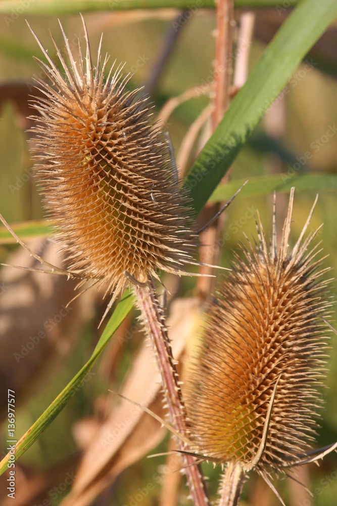 stachelige blume vor unscharfem hintergrund stachelige blume vor unscharfem hintergrund