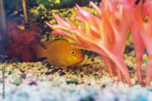 Fototapeta Naklejka Na Ścianę i Meble -  Labidochromis yellow in aquarium
