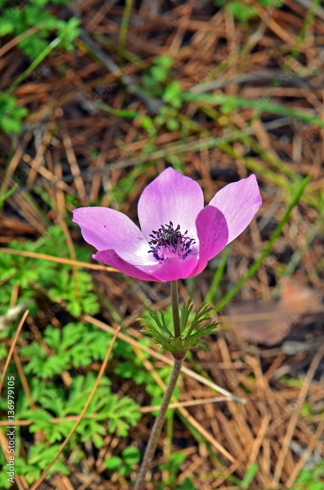 close up anemone flower in forest close up anemone flower in forest