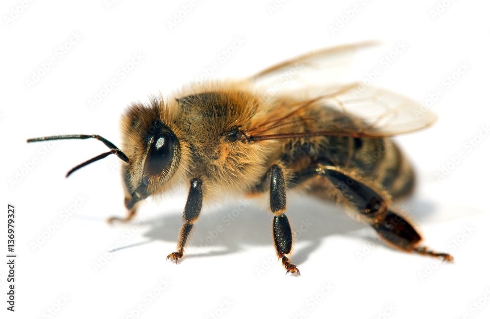 detail of bee or honeybee , Apis Mellifera detail of bee or honeybee , Apis Mellifera