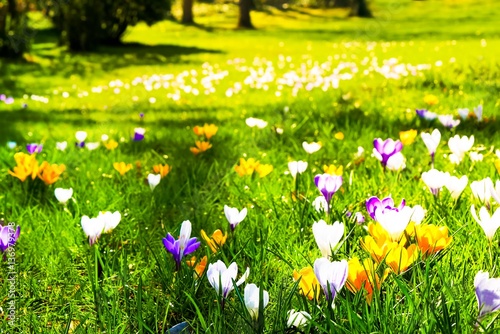 Krokusse Frühlingserwachen photo
