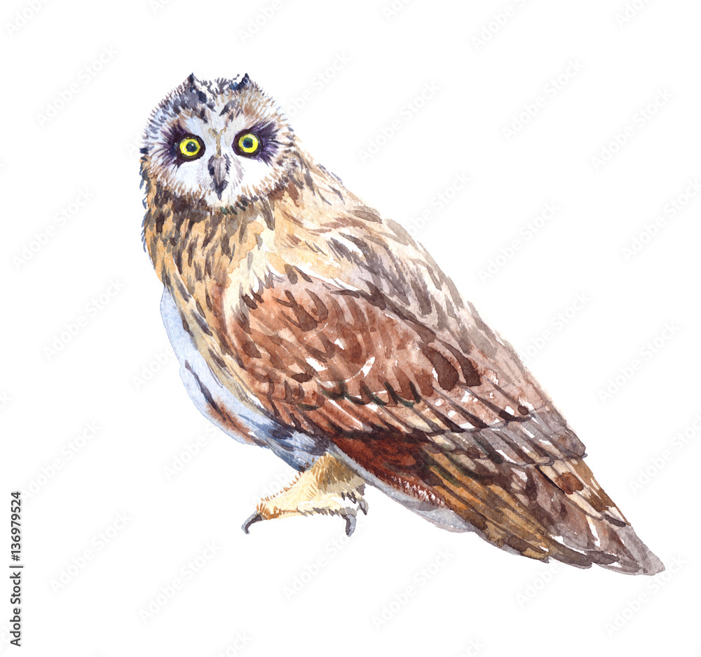 Watercolor owl bird screaming isolated on a white background illustration. Watercolor owl bird screaming isolated on a white background illustration.