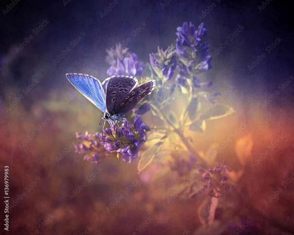 Fototapeta Motyl w naturze wiosną