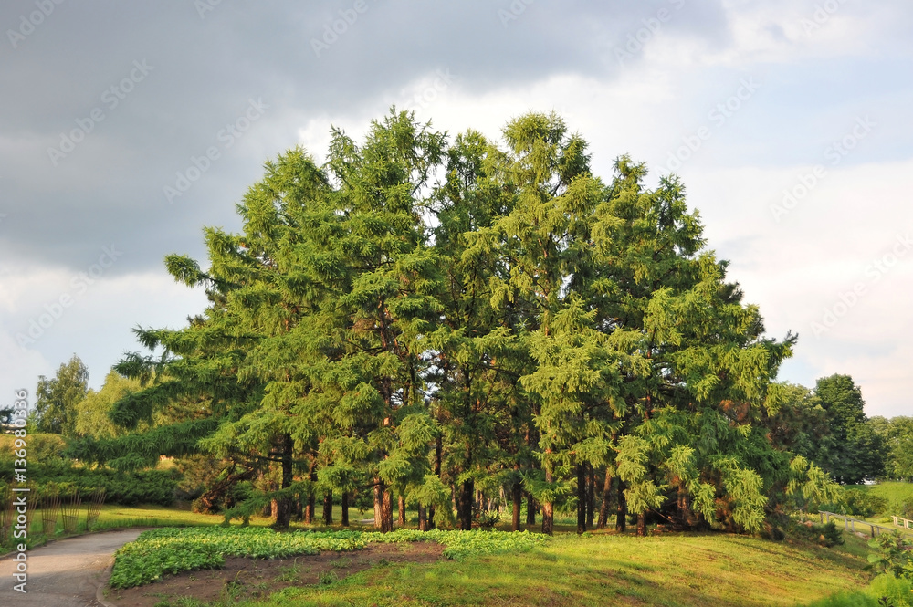 Fototapeta premium Evergreen fir tree