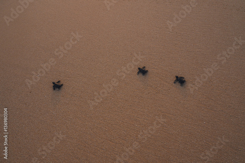 Small turtles backing to the ocean