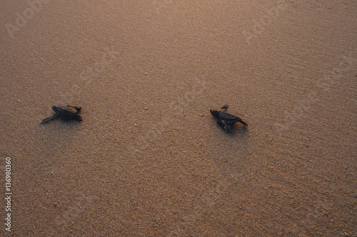 Small turtles backing to the ocean
