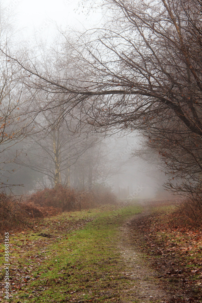 English woodland on a foggy misty morning English woodland on a foggy misty morning