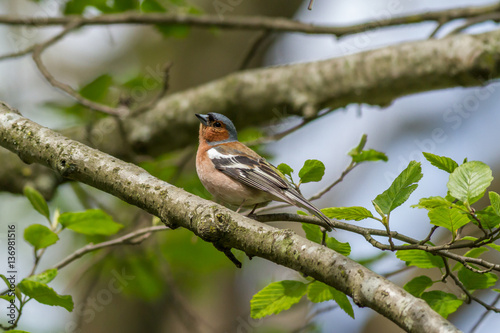 male  Common chaffinch among bright green spring