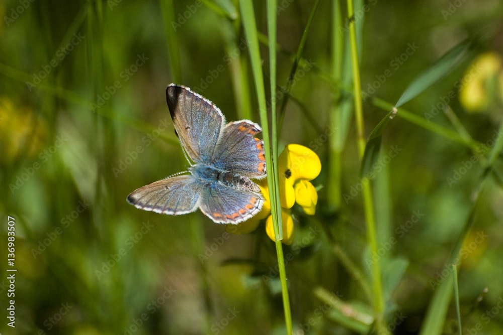 butterfly butterfly