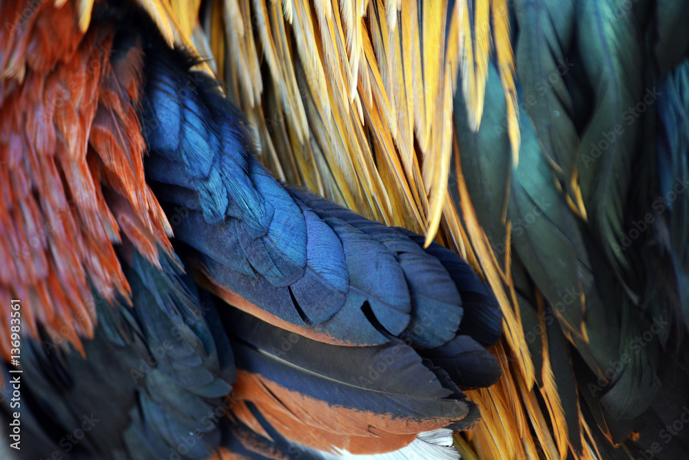Obraz premium Cock feathers