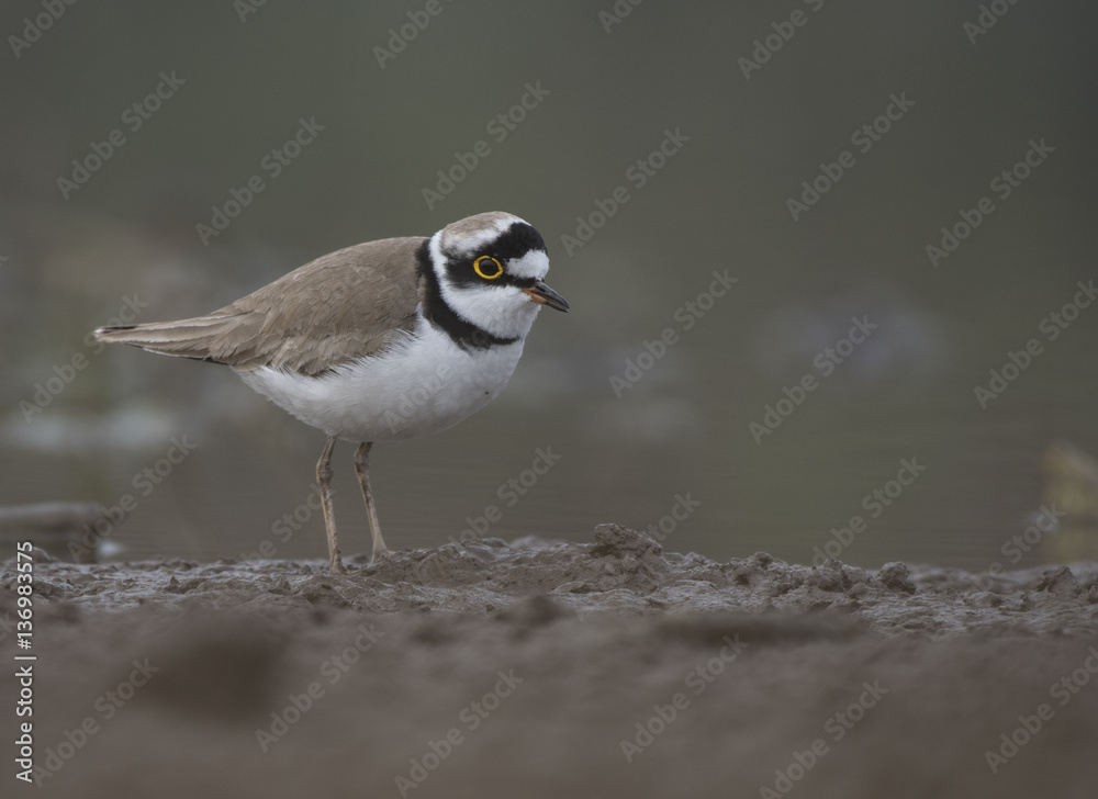Little ringed plover Little ringed plover