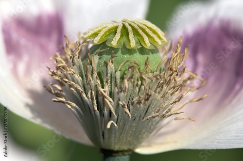 Detail of flowering poppy photo