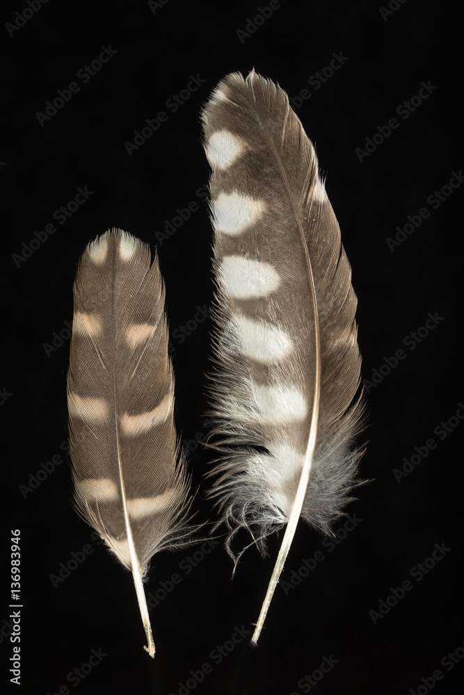 Obraz premium Feather Little Owl, Athene noctua