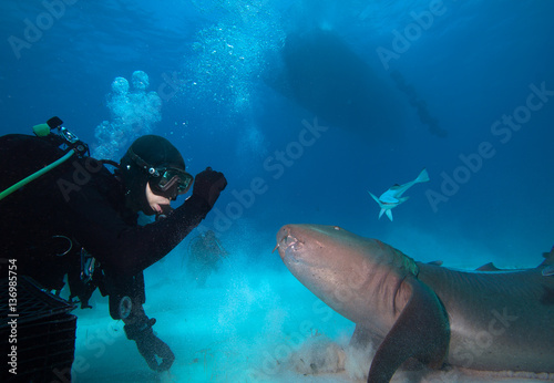 Diver interacting with a Nurse shark