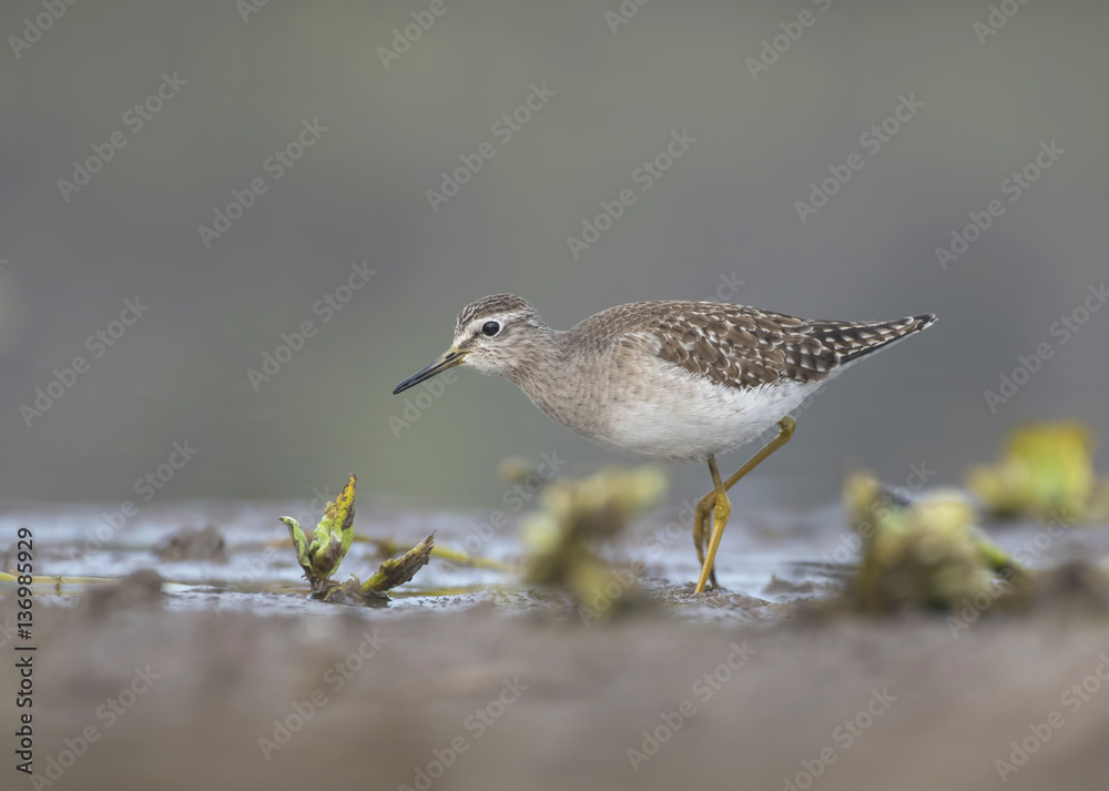 Wood sandpiper Wood sandpiper