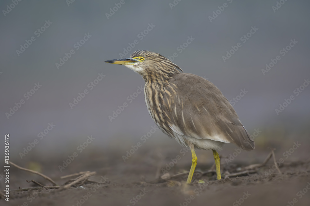 Obraz premium Indian pond heron