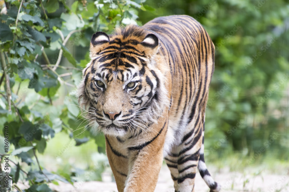Obraz premium The Tiger