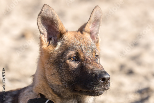 German Shepherd Puppy Head. 4 months old Puppy Close-up at the Beach.